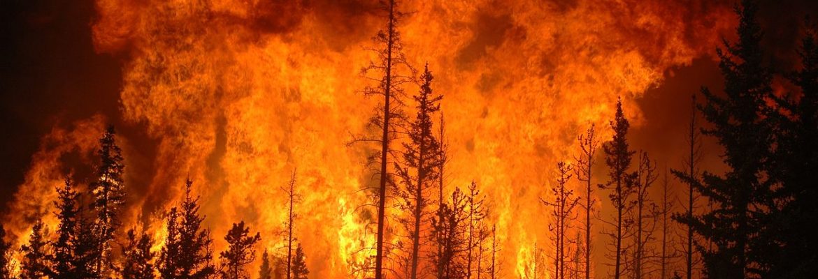 Waldbrand in Western Alberta, Kanada, Juni 2009 | © Cameron Strandberg CC BY 2.0 / Wikimedia Commons